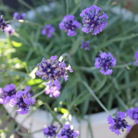 Bed & Breakfast Rosenhill Thalfang