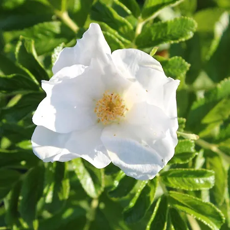 Rosenhill 4* Thalfang