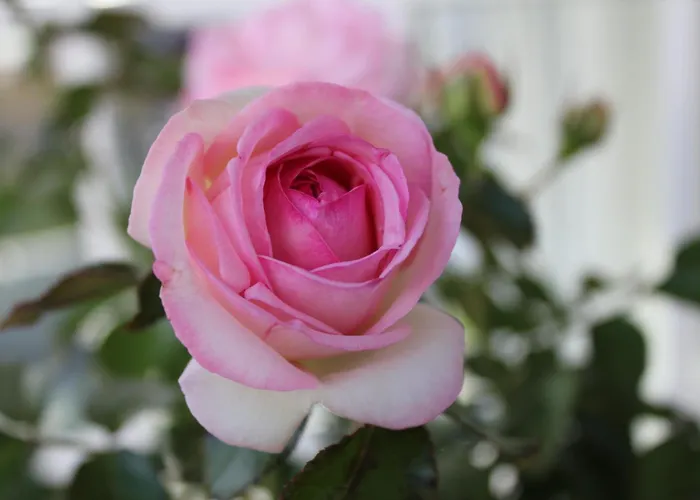 Bed & Breakfast Rosenhill 4*