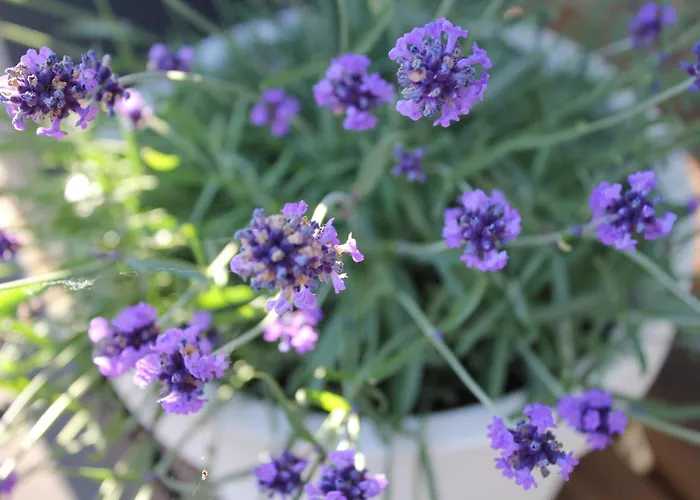 Bed & Breakfast Rosenhill Thalfang