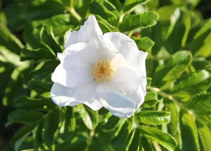 Rosenhill 4* Thalfang